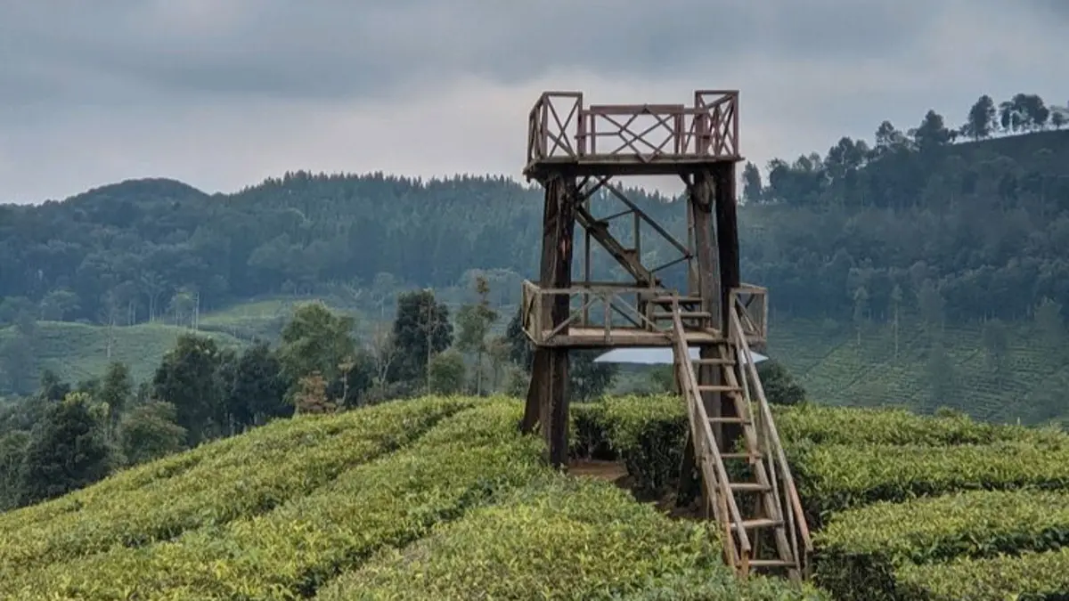 Sirah Kencong Blitar menawarkan panorama kebun teh, udara sejuk lereng Gunung Kawi, akses jalan yang semakin baik, serta destinasi wisata alam yang cocok untuk liburan.(Pinterest) 