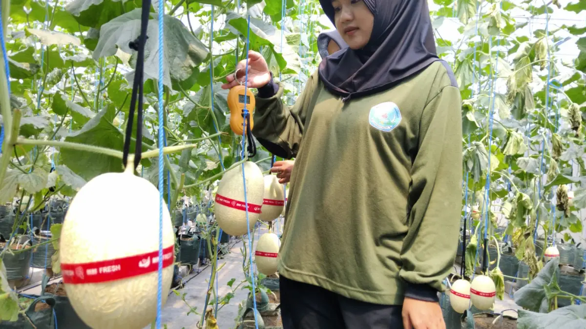 Siswa SMKN 1 Kademangan melakukan panen perdana melon hasil budidaya di lahan praktik sekolah.