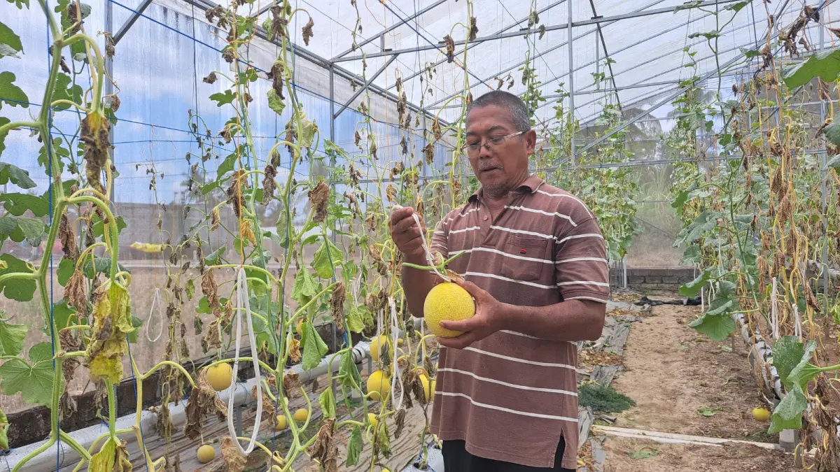MELIMPAH: Nurhadi menunjukkan melon hasil panen dari budi daya sistem hidroponik di Kesamben, Kabupaten Blitar, Selasa (11/8). Meski menghadapi serangan hama kutu saat musim kemarau, panen kali ini mencapai lebih dari 1 ton.