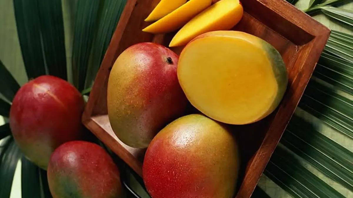 Manfaat mangga harum manis mencakup imunitas, kolesterol, diet hingga vitalitas. Simak cara konsumsi yang tepat menurut dokter gizi. (SC YOUTUBE)