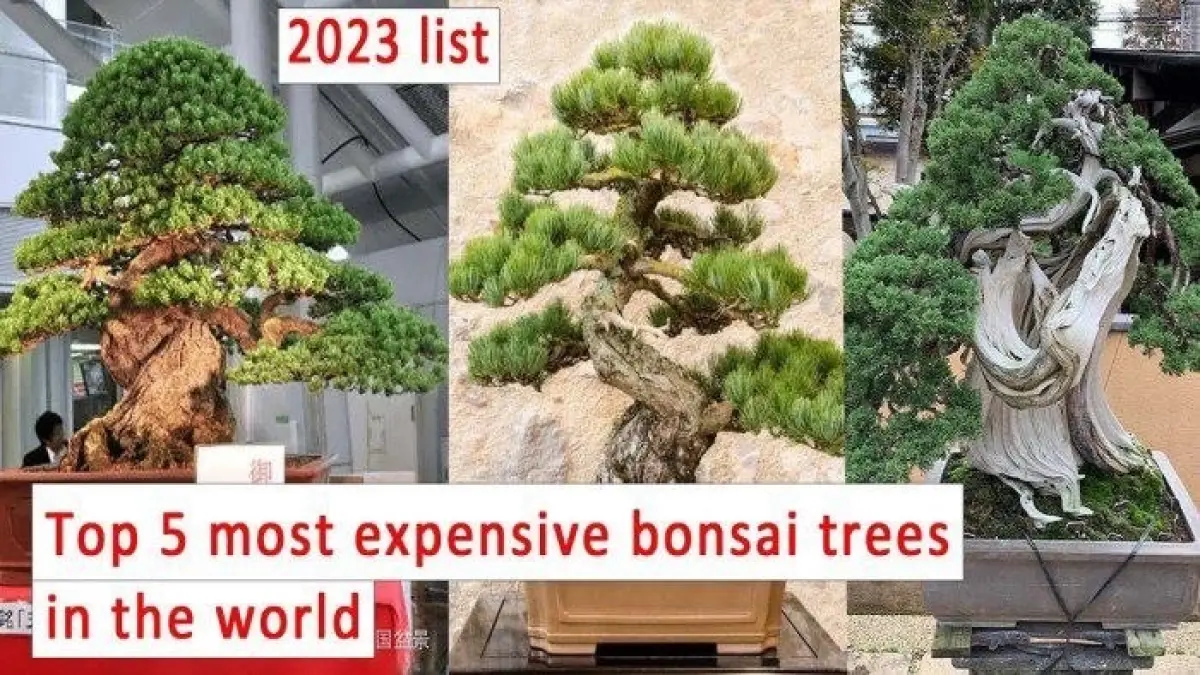 Bonsai termahal di dunia bisa mencapai 1,4 juta dolar AS. Simak daftar lima bonsai bernilai fantastis, termasuk Yamaki Pine yang selamat dari Hiroshima.