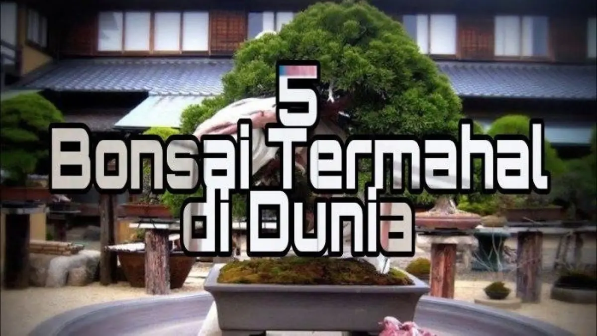 Bonsai termahal di dunia memiliki harga hingga hampir Rp5 miliar. Simak daftar bonsai Kimeng, Shinken, Goshin, hingga Sargent Juniper.