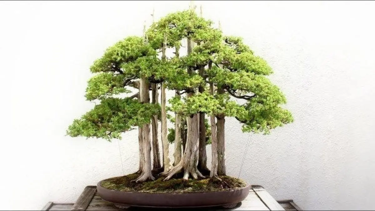 Deretan bonsai termahal di dunia memiliki nilai hingga miliaran rupiah. Mulai dari Shunkai, Goshin, Sylvestris hingga Penjing Landscape.
