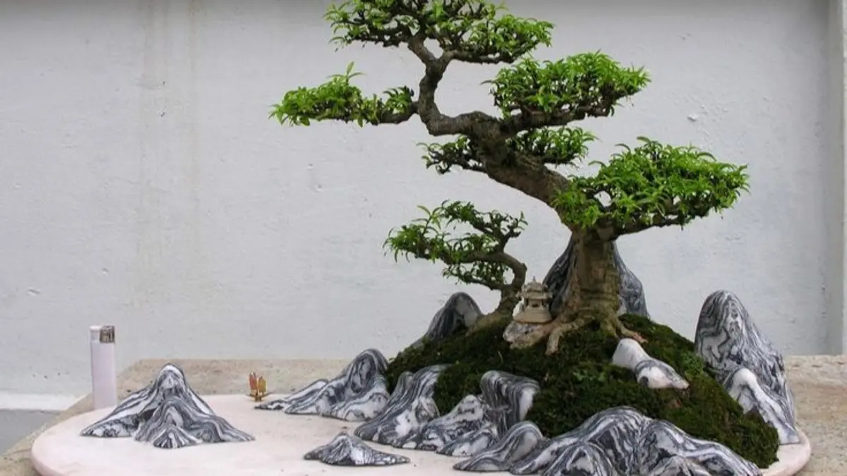 Bonsai pemula bisa dimulai dari ficus, elaeagnus, privet, Chinese elm, dan larch yang relatif mudah tumbuh dan dibentuk.(Pinterest)