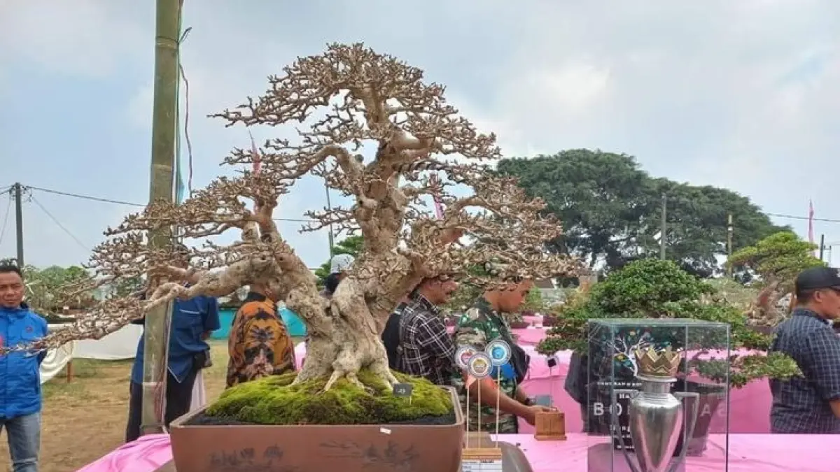 Bonsai Rp35 juta dipamerkan di Lapangan Banteng, Jakarta. Pameran flora dan fauna ini gratis dan menghadirkan ratusan koleksi tanaman.(PINTEREST)