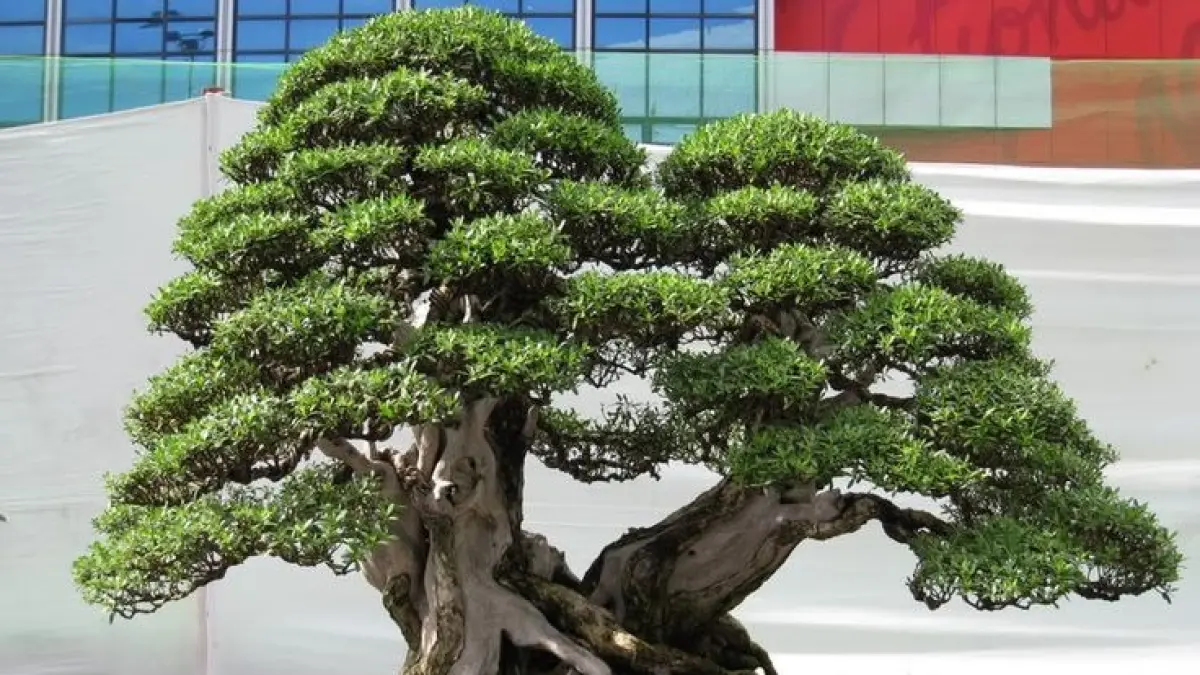 Bonsai Rp750 juta menjadi salah satu koleksi Arta Bonsai di Kota Batu. Cemara bergaya grouping itu memiliki akar yang menyatu.(PINTEREST)