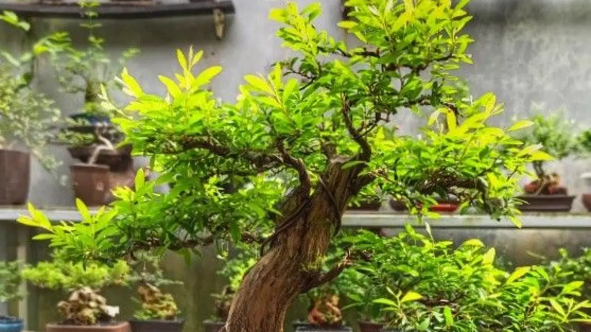 Bonsai untuk pemula bisa dimulai dari bougenville, beringin, cemara, anggur, kamboja, delima, dan azalea. (PINTEREST)