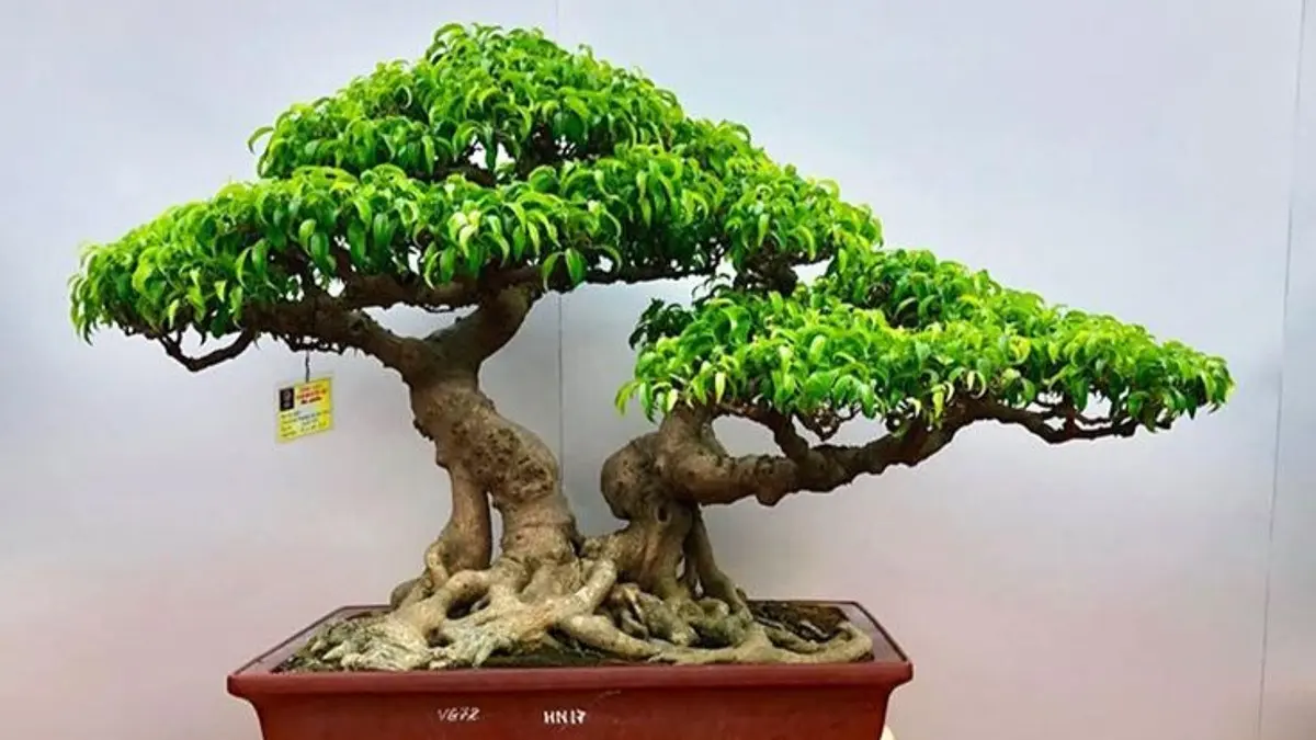 Bonsai untuk pemula bisa dimulai dari ficus, elaeagnus, privet, Chinese elm, dan larch yang dikenal mudah dirawat.(Pinterest)