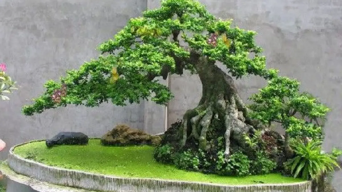 Bonsai untuk pemula bisa dimulai dari ficus, elaeagnus, privet, Chinese elm, dan larch yang relatif mudah tumbuh dan dibentuk.(Pinterest)