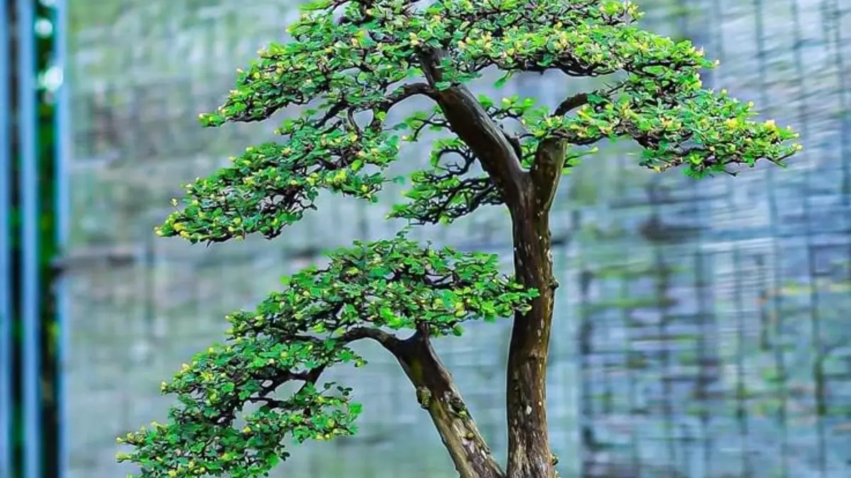 Bonsai untuk pemula bisa dimulai dari memilih tanaman, media tanam, perawatan, pembentukan, hingga pemangkasan untuk menyempurnakan bentuk. (PINTEREST)