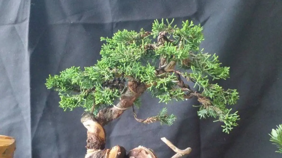 Bonsai untuk pemula sebaiknya dimulai dari tanaman beranatomi lengkap agar lebih mudah belajar merawat dan membentuknya secara bertahap. (PINTEREST)