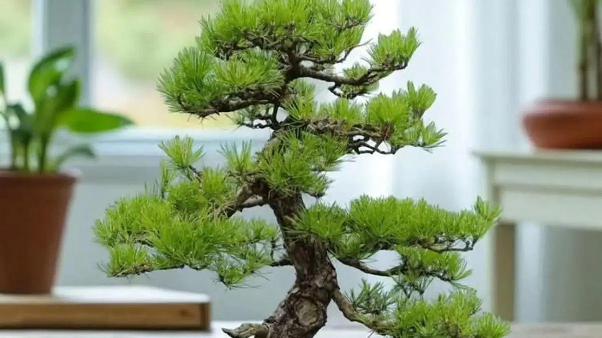 Cara merawat bonsai perlu memperhatikan akar, ukuran pot, media, dan penyiraman agar pertumbuhan tanaman tetap optimal (PINTEREST)
