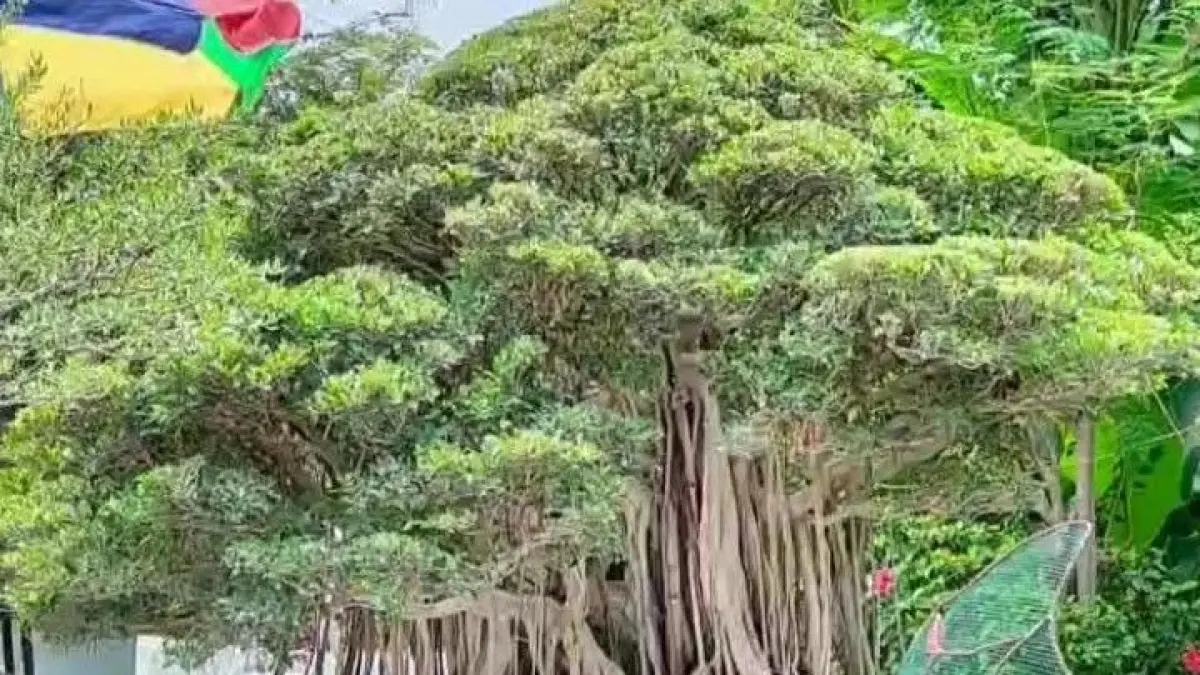 Era Bonsai Depok menyimpan sekitar 1.000 bonsai, termasuk beringin sekitar Rp1 miliar dan anting putri Rp150 juta.(PINTEREST)