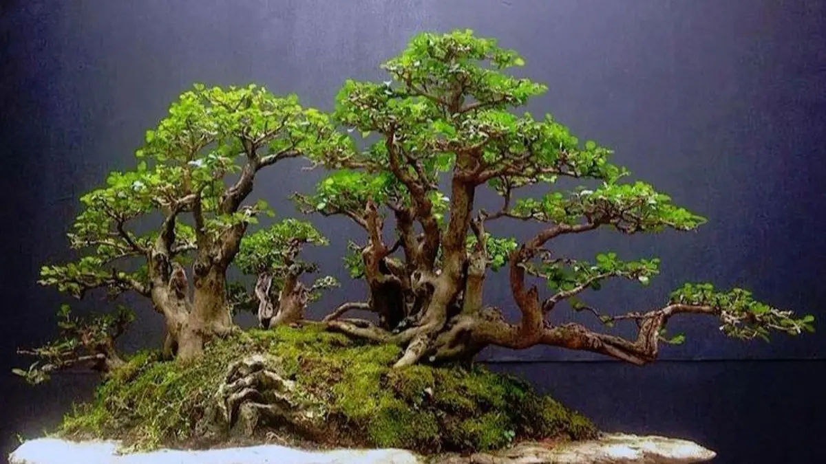 Jenis bonsai termudah untuk pemula menurut David Easterbrook adalah ficus, elaeagnus, privet, Chinese elm, dan larch.(Pinterest)