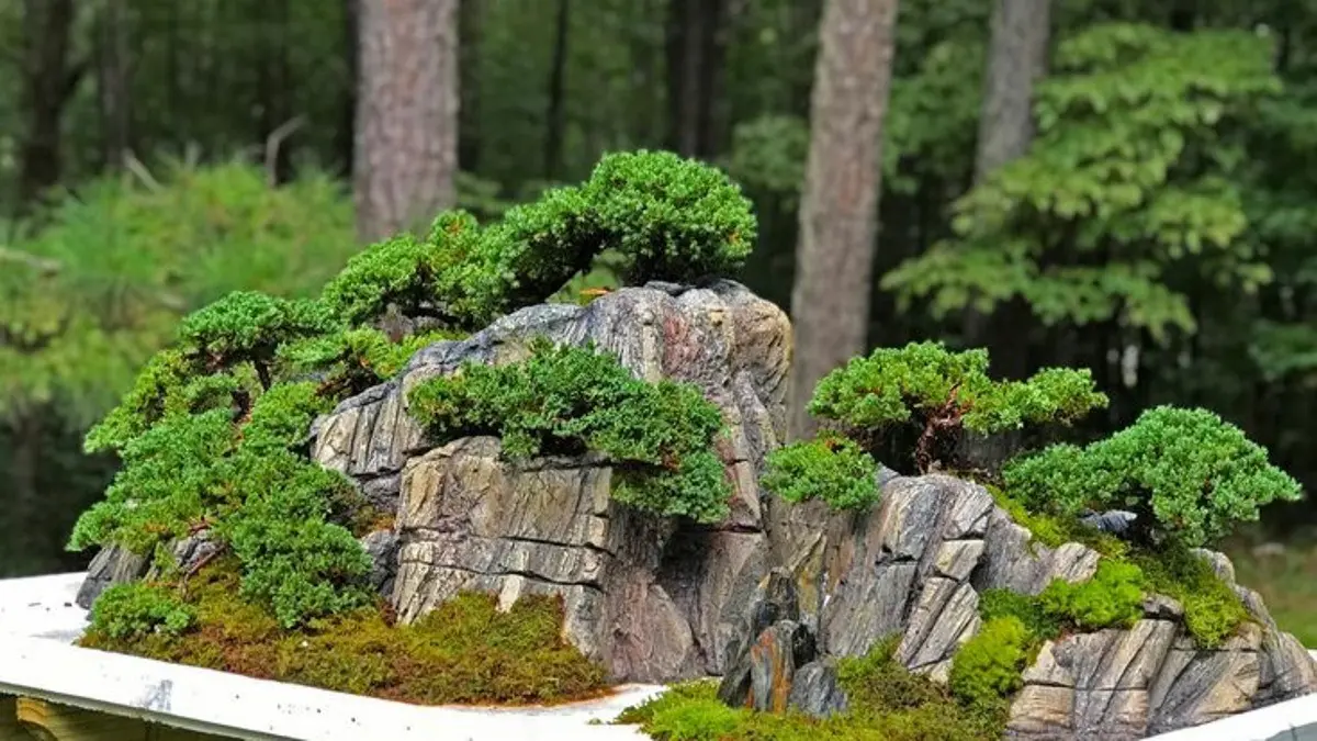 Jenis bonsai untuk pemula yang direkomendasikan David Easterbrook antara lain ficus, elaeagnus, privet, Chinese elm, dan larch.(Pinterest)