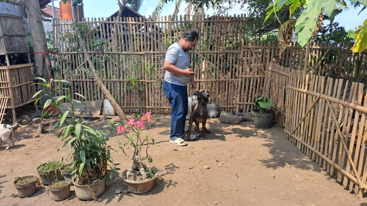 PECINTA HEWAN : Prima Yudhistira melatih anjing - anjing peliharaannya untuk membantu evakuasi Tim SAR hingga penanganan kriminal.