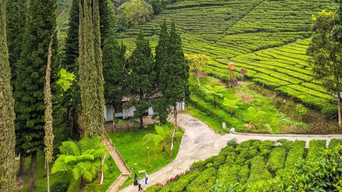 Perkebunan Sirah Kencong di Blitar menawarkan hamparan kebun teh, udara sejuk, jalan berkelok, dan suasana alami di lereng Gunung Kawi.(Pinterest)