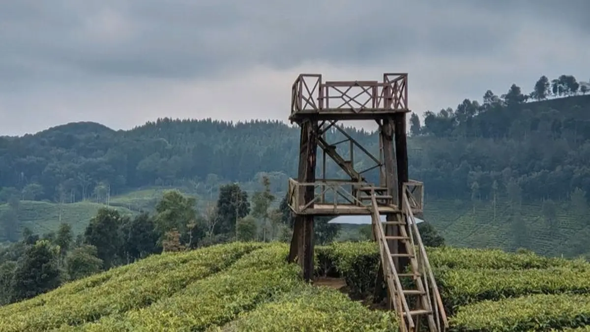 Perkebunan Teh Sirah Kencong Blitar berada di ketinggian 1.075 mdpl dengan hamparan teh, air terjun, dan suasana sejuk lereng Gunung Kawi.(Pinterest)