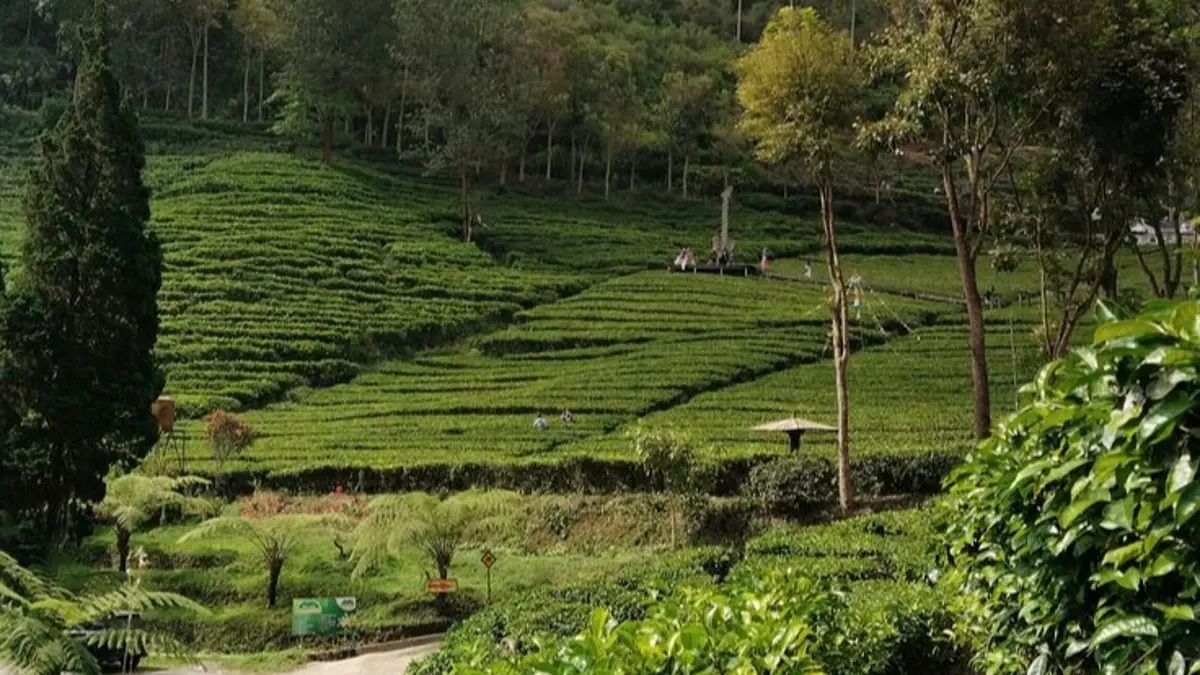 Sirah Kencong Blitar menawarkan perjalanan 20 kilometer dari Wlingi menuju kebun teh di lereng Gunung Kawi dengan ketinggian 1.075 mdpl.(Pinterest)