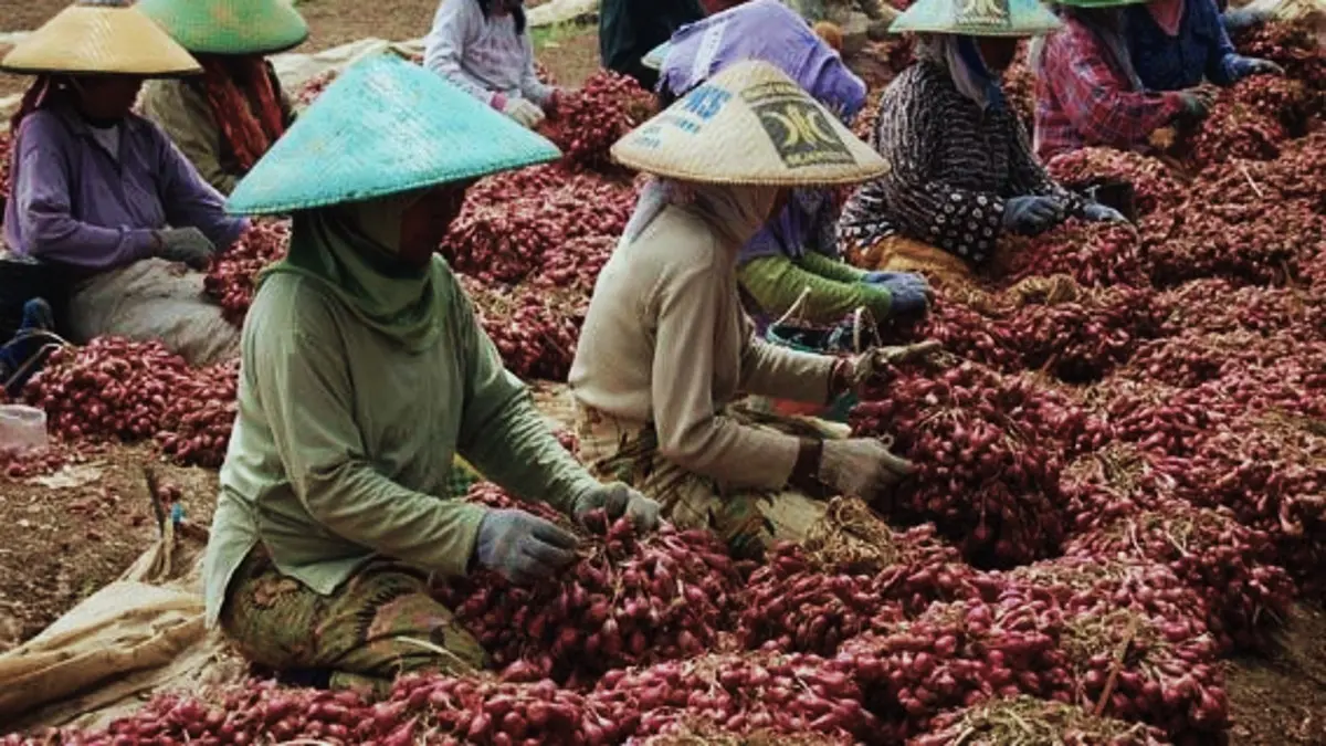 Cara menanam bawang merah dari pengalaman petani, mulai pemilihan bibit, jarak tanam, perawatan, hama hingga potensi hasil panen. (PINTEREST)
