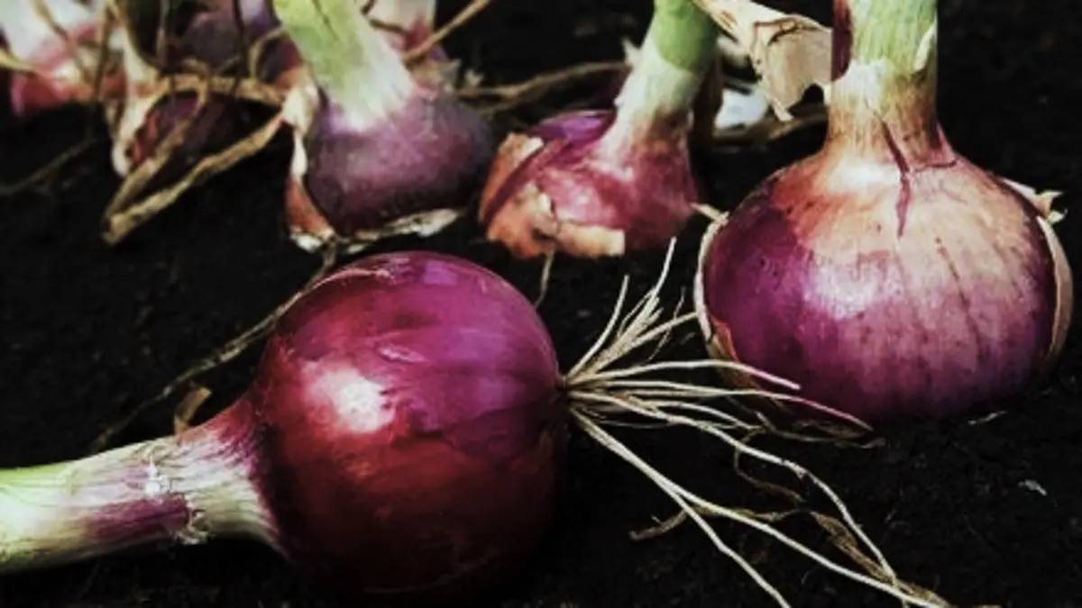 Cara menanam bawang merah dari persiapan bedengan, penanaman bibit, pemupukan, perawatan tanaman hingga tanda bawang siap dipanen. (PINTEREST)