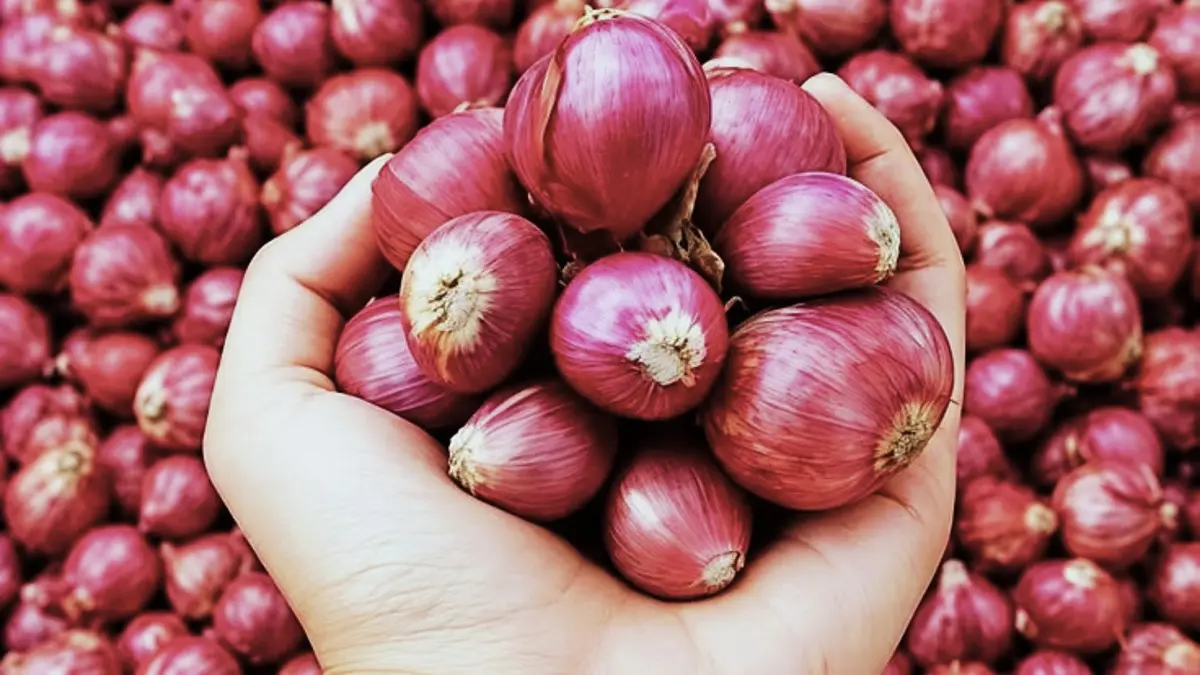 Cara menanam bawang merah dibagikan petani dari Yogyakarta, mulai dari bibit, jarak tanam, pemupukan hingga pengendalian hama. (PINTEREST)