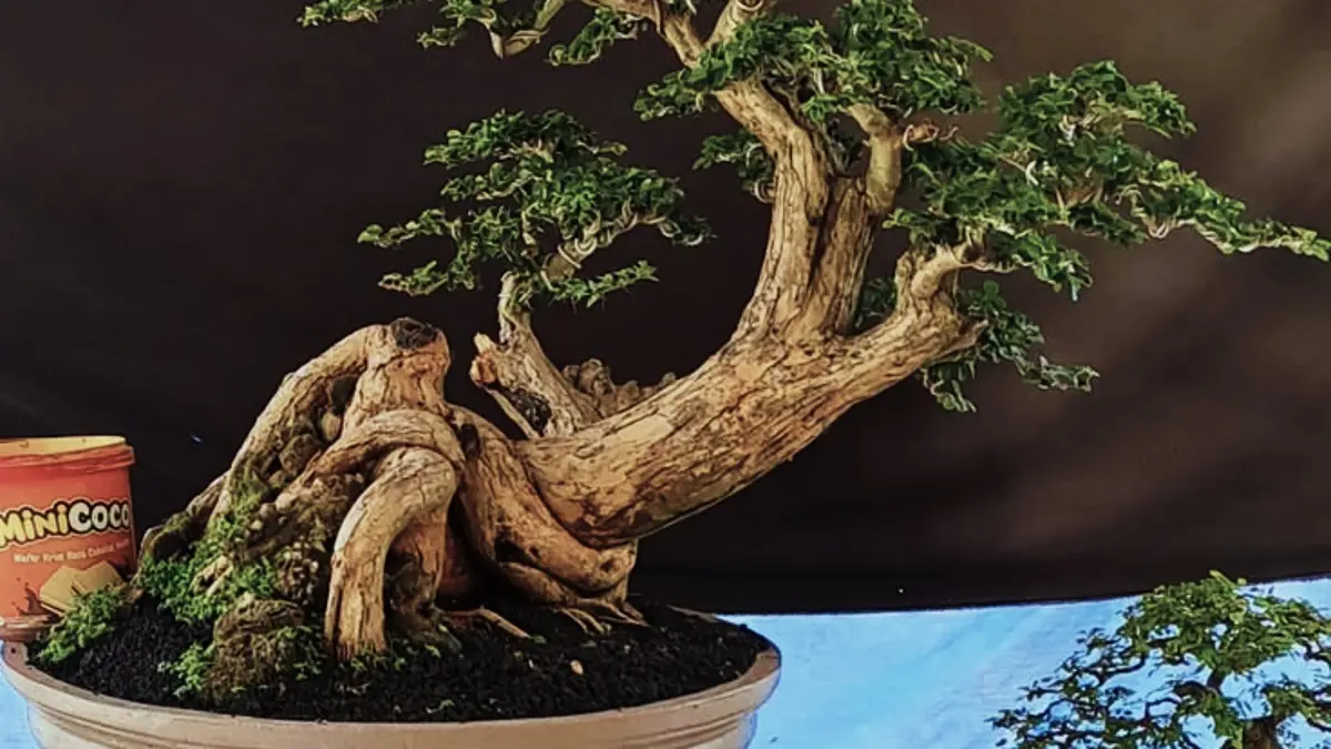 Bonsai klampis memiliki karakter batang tua dan daun relatif kecil. Kenali identitas serta karakter tanaman sebelum membentuknya. (PINTEREST)