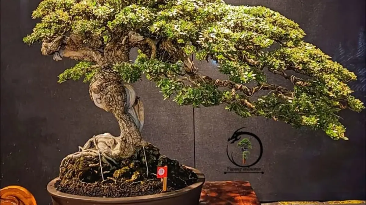 Bonsai Klampis memiliki risiko kering setelah dipotong. Simak teknik pemangkasan dan komposisi media agar pertumbuhan tetap optimal. (PINTEREST)