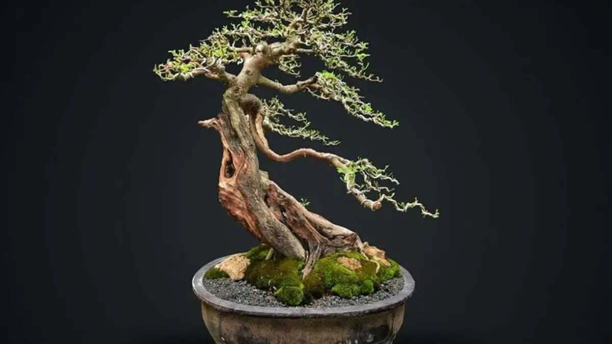 Bonsai Klampis perlu teknik pemotongan dan media tanam yang tepat. Simak cara memangkas serta mengganti pot agar pertumbuhan lebih baik. (PINTEREST)