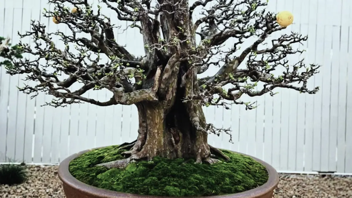 Bonsai loa jumbo di Lumajang memiliki ukuran besar, karakter batang beragam, hingga tiga sertifikat kejuaraan. (PINTEREST)
