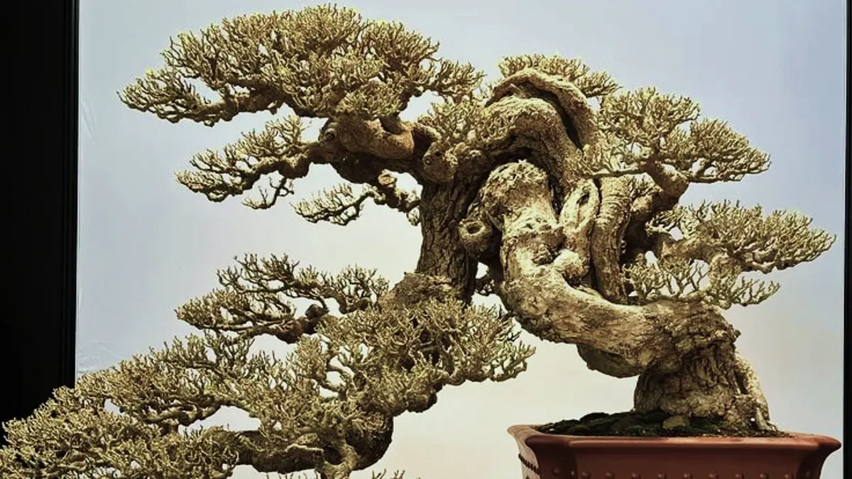 Bonsai termahal Indonesia di Arta Bonsai Batu mencapai Rp750 juta. Cemara duri bergaya grouping menjadi salah satu masterpiece. (PINTEREST)