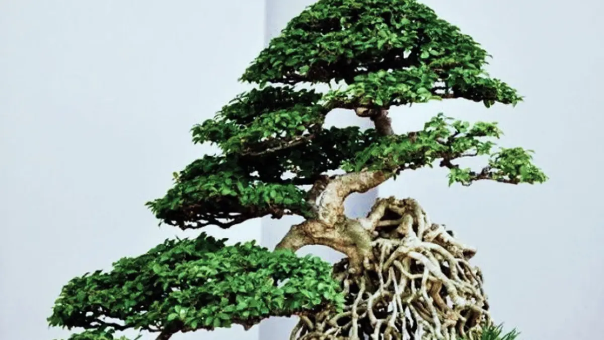 Bonsai termahal Indonesia disorot lewat anting putri setinggi 50 cm yang disebut bernilai Rp1,5 miliar karena karakter dan kematangannya. (PINTEREST)