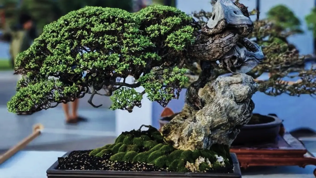 Bonsai termahal Indonesia menjadi sorotan setelah anting putri berukuran 50 cm disebut bernilai Rp1,5 miliar dalam pameran bonsai. (PINTEREST)