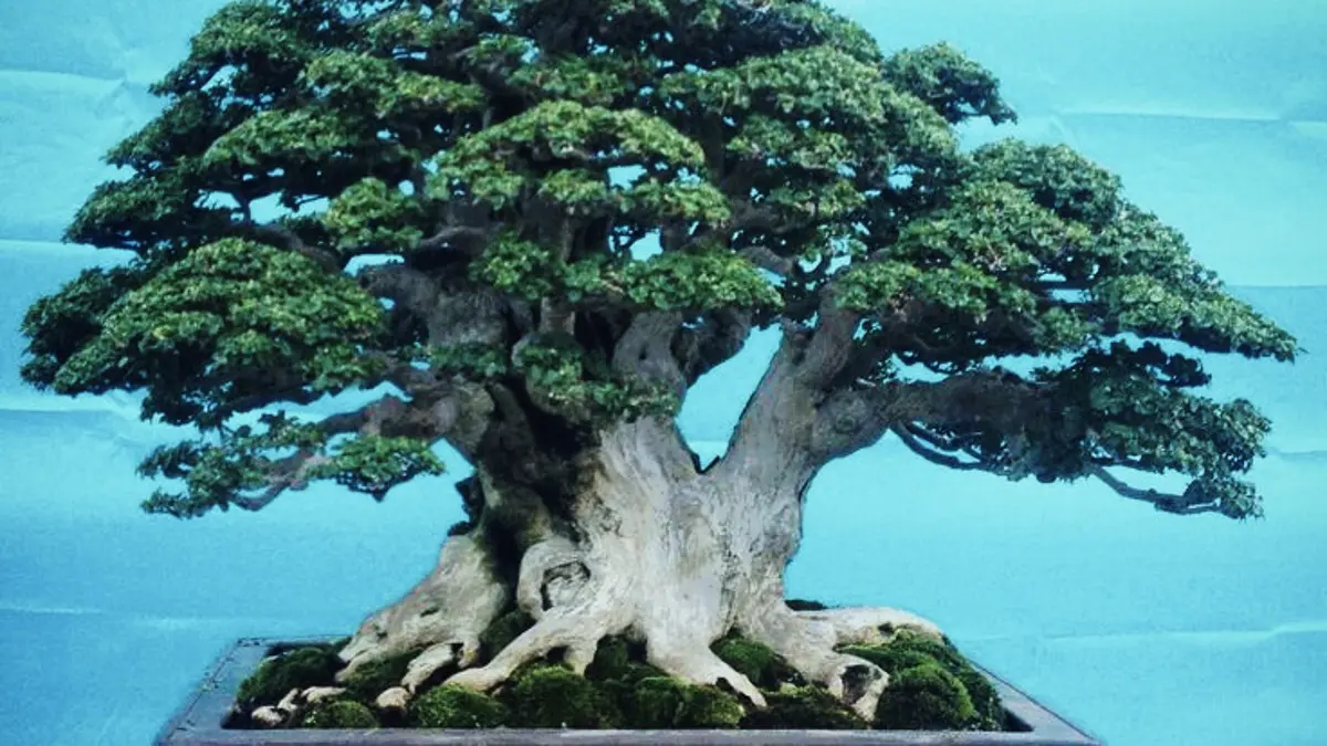 Bonsai Tuban di lapak Pak Turinat tersedia mulai Rp100 ribu hingga Rp1,3 juta, dengan pilihan Serut, Iprik, Kakas, hingga Red Bunut jumbo. (PINTEREST)