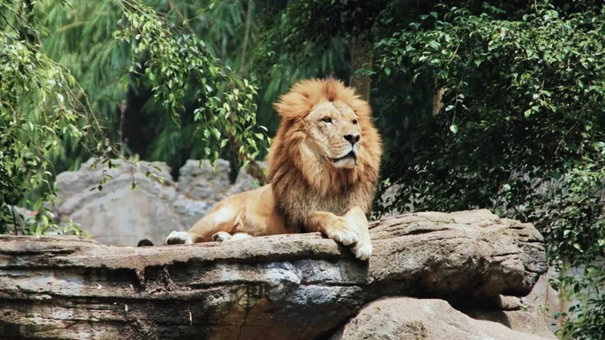 Taman Safari Bali menawarkan Safari Journey, pertunjukan satwa, wahana air hingga Bali Agung Show. Simak pengalaman lengkapnya. (PINTEREST)