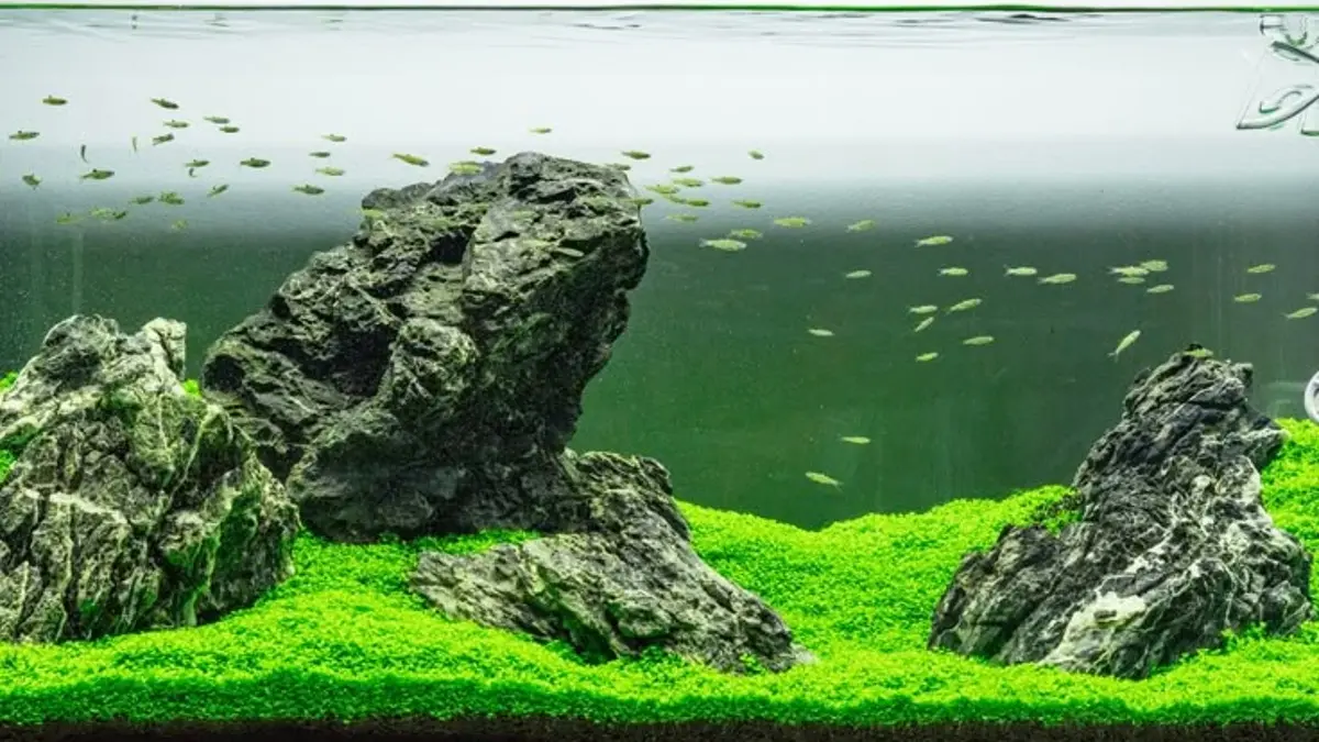 Aquascape Iwagumi nano dibuat bertahap mulai dari hardscape, penanaman hingga perawatan dan pengisian ikan setelah lebih dari dua bulan. (PINTEREST)