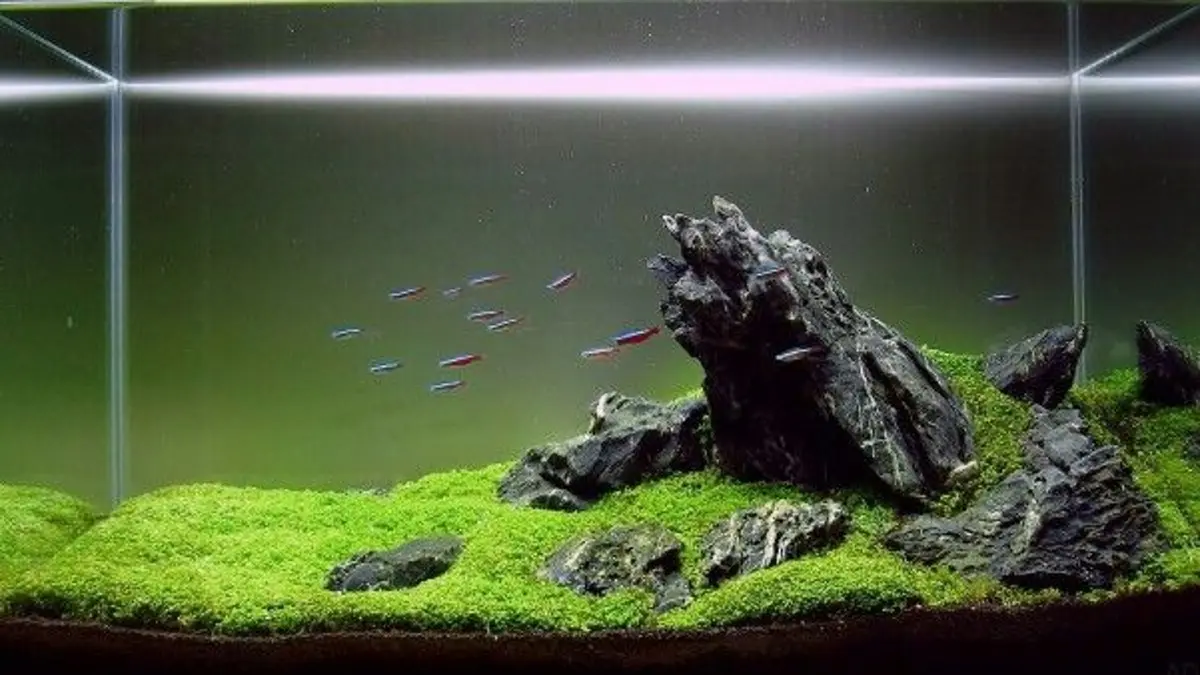 Aquascape Iwagumi nano dibuat dengan batu bobing, batu fosil, dan beberapa tanaman hingga berkembang rapi setelah lebih dari dua bulan. (PINTEREST)