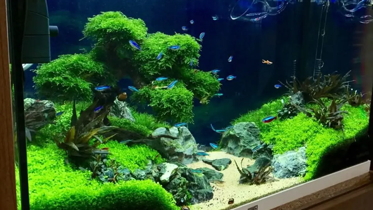Aquascape Iwagumi sederhana dapat dibuat tanpa CO2 dengan moss lokal. Simak penggunaan rumah bakteri dan tips perawatannya. (PINTEREST)