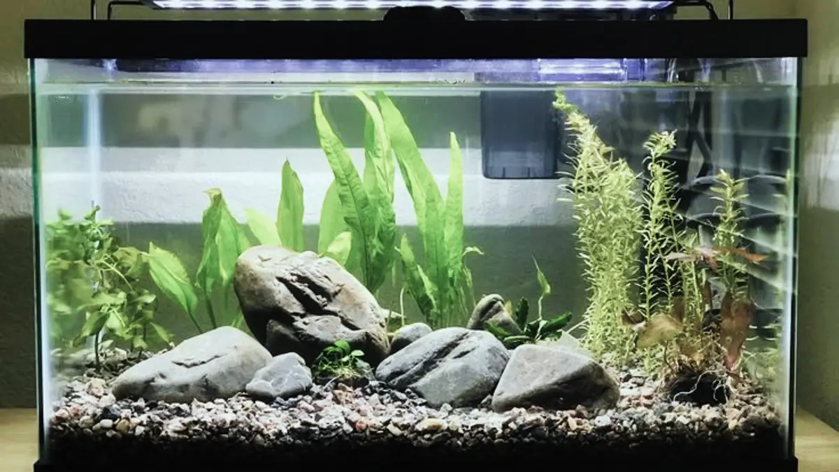 Aquascape minimalis modal Rp247 ribu dibuat tanpa injeksi CO2 dan cocok menjadi gambaran bagi pemula yang ingin perawatan sederhana. (PINTEREST)