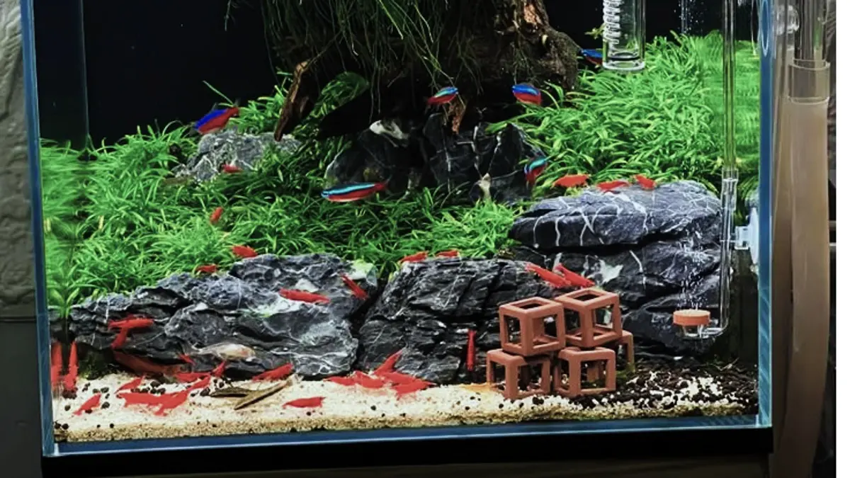 Aquascape minimalis modal Rp247 ribu tanpa injeksi CO2 bisa menjadi pilihan pemula yang ingin setup sederhana dengan maintenance lebih praktis. (PINTEREST)