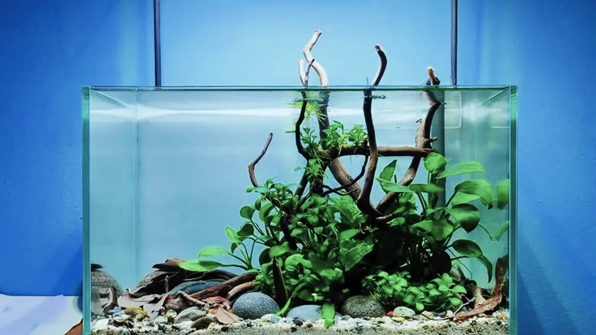 Aquascape minimalis tema natural bisa dibuat dengan perlengkapan sederhana. Simak tahapan hardscape, cycling, pasir, dan penanaman. (PINTEREST)