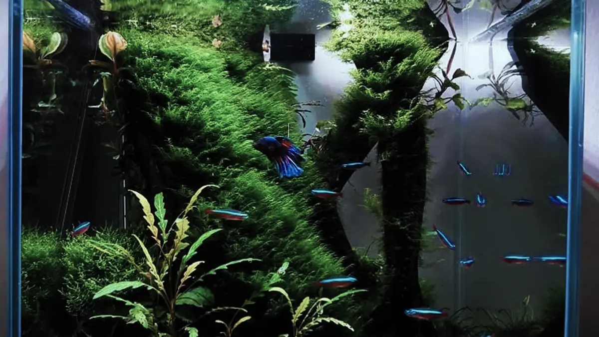 Aquascape Nano 30x20x20 cm dibuat dengan konsep Iwagumi menggunakan batu, pasir Malang dan tanaman yang mulai rimbun. (PINTEREST)