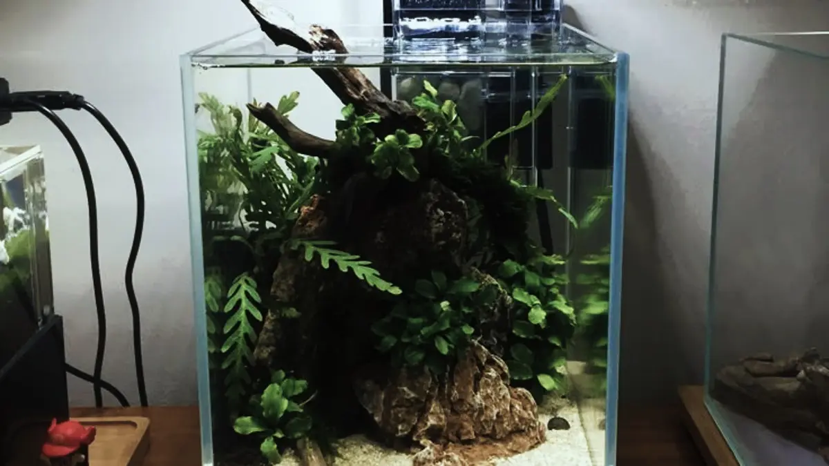 Aquascape Nano tema natural dibuat dengan hardscape sederhana, tanaman mudah dirawat, dan perawatan rutin yang cocok untuk pemula. (PINTEREST)