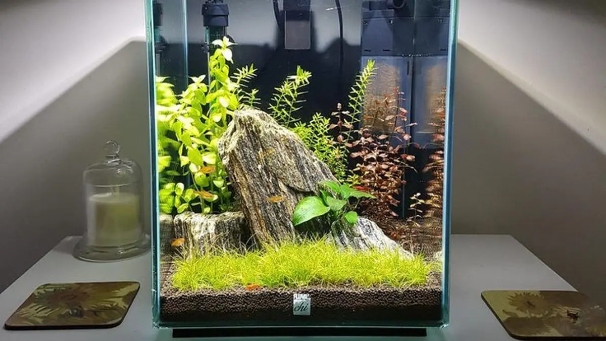 Aquascape natural tanpa filter dapat berkembang menjadi ekosistem mandiri. Simak penggunaan tanah, tanaman, ikan hingga cara mengatasi alga. (PINTEREST)