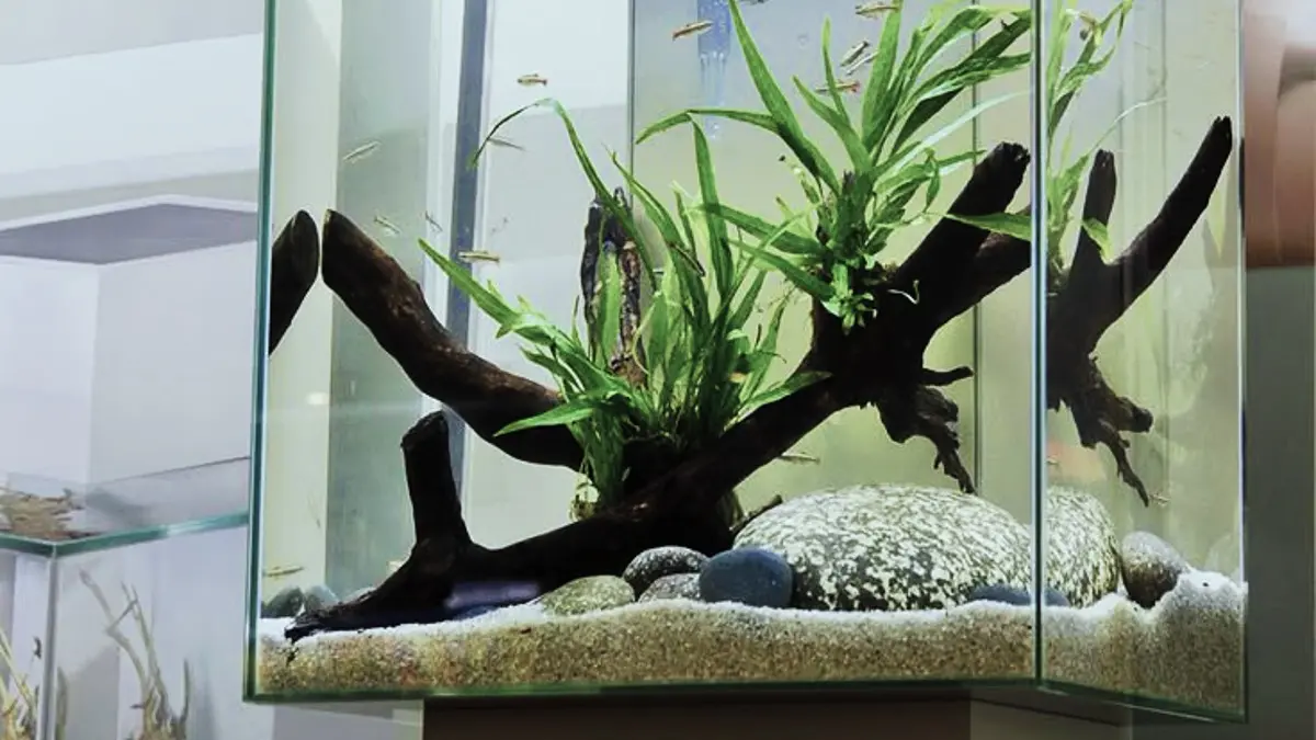 Aquascape natural tanpa injeksi CO2 bisa dibuat dengan tanaman low CO2, hardscape kayu dan batu, serta nutrisi tambahan. (PINTEREST)