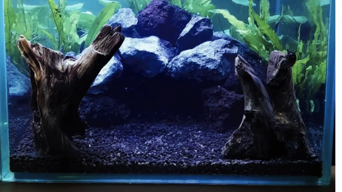 Aquascape pemula perlu memperhatikan air, substrat, tanaman, ikan, pencahayaan hingga filtrasi agar tidak salah saat membuat setup. (PINTEREST)