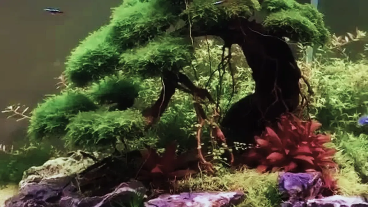 Aquascape pemula tema natural dapat dibuat secara sederhana. Simak tahapan menyiapkan hardscape, media, cycling, dan planting. (PINTEREST)