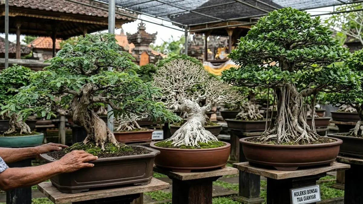 Koleksi bonsai kimeng di Gianyar memiliki batang dan akar berkarakter tua, bahkan tampil seperti pohon berusia ratusan tahun.