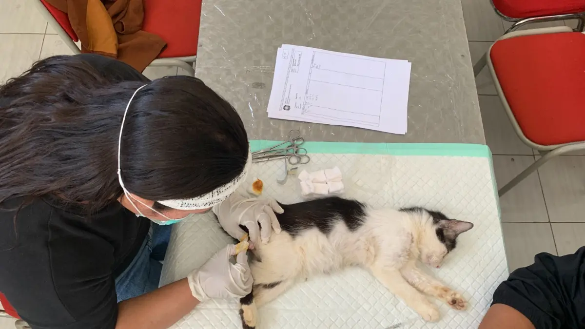 MOCH SUBCHAN ABDULLAH/RADAR BLITAR
TEKAN POPULASI: Tenaga kesehatan hewan melakukan operasi kastrasi terhadap kucing jantan milik warga di Puskeswan Dimoro, kemarin (14/9).