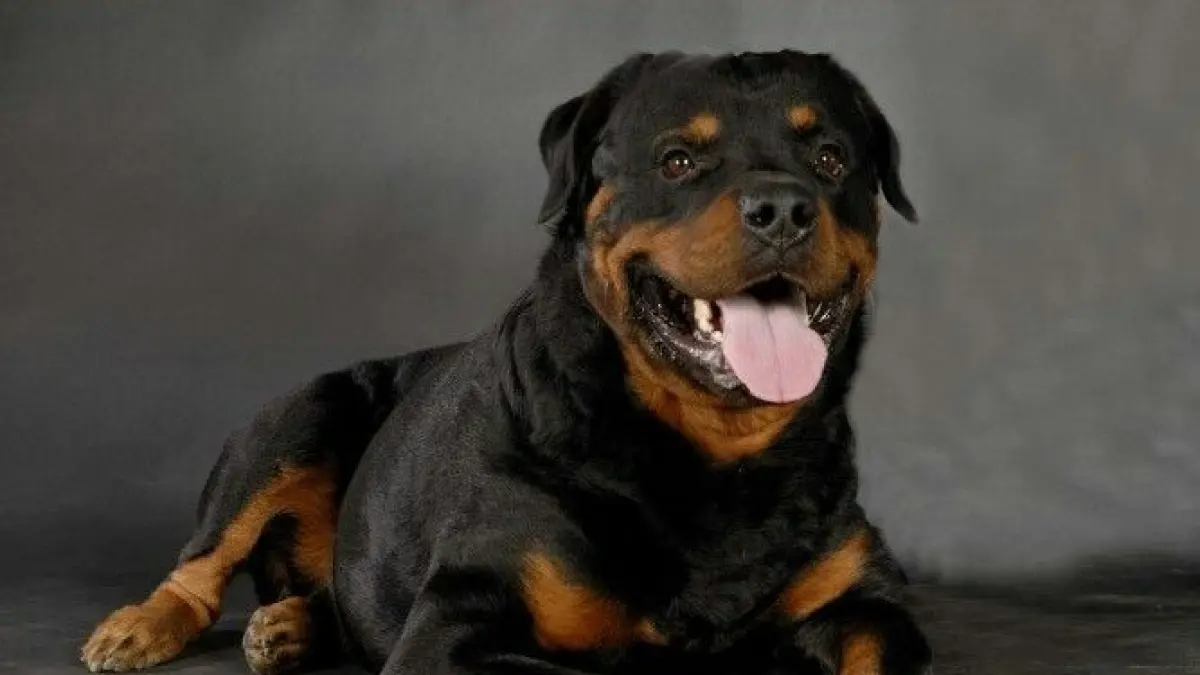 Anjing Rottweiler dikenal friendly dan loyal. Simak karakter, kebutuhan nutrisi, perawatan, kesehatan, hingga hal yang perlu dipahami calon pemilik.(PINTEREST)